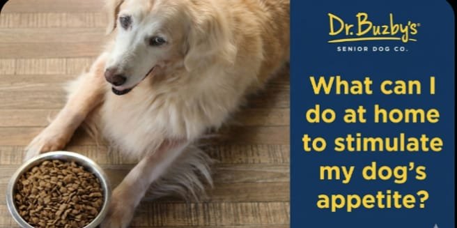 How to boost dog appetite naturally pet diet blog guide