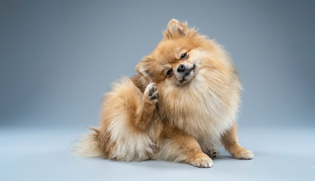 Biologically Appropriate Dog Diet for Skin Care