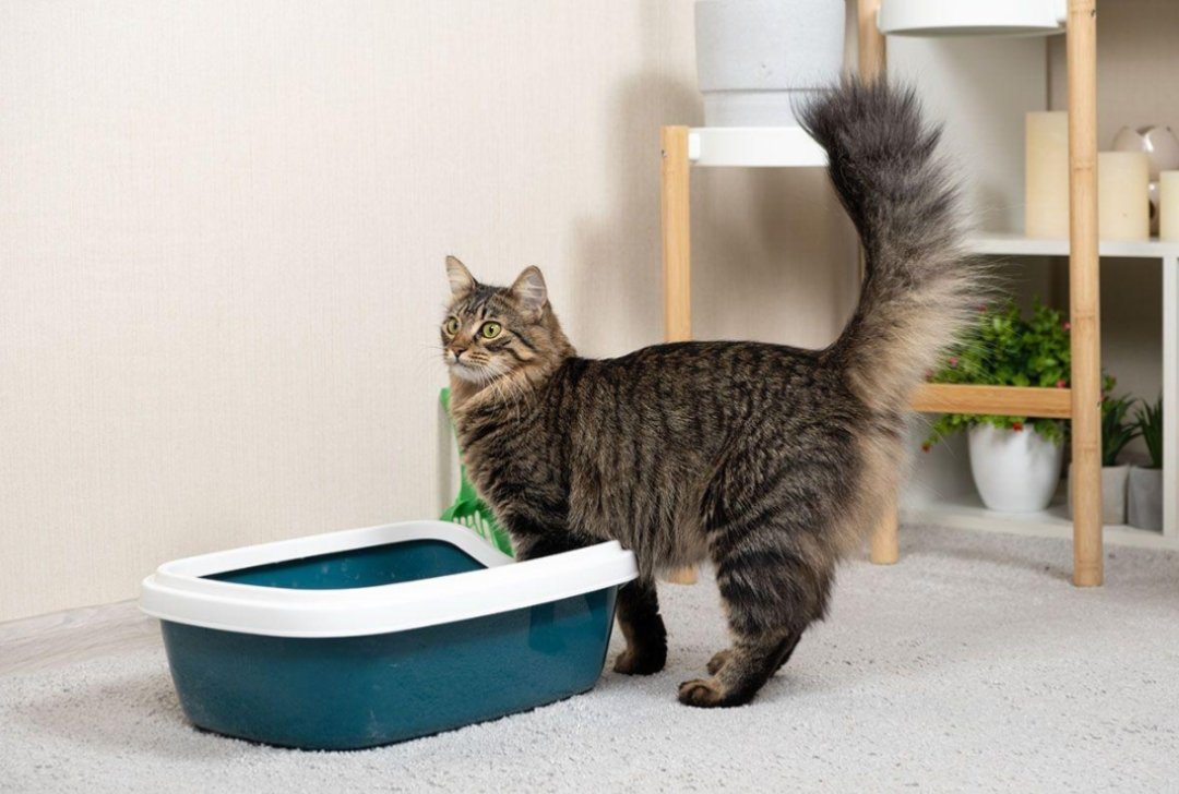 Cat not using the litter box and looking near a litter box